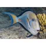 Acanthurus sohal (Sohal doktorhal)