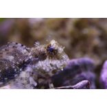 Salarias fasciatus (Algázó / ékszeres  nyálkáshal)