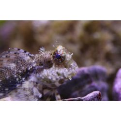 Salarias fasciatus (Algázó / ékszeres  nyálkáshal)