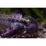 Salarias fasciatus (Algázó / ékszeres  nyálkáshal)