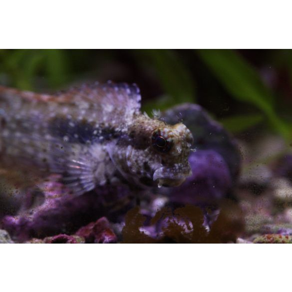 Salarias fasciatus (Algázó / ékszeres  nyálkáshal)