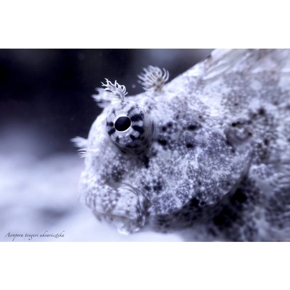 Salarias fasciatus (Algázó / ékszeres  nyálkáshal)