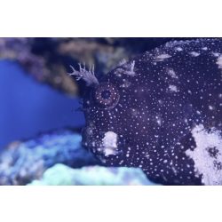 Salarias ramosus (Algázó / Csillagos nyálkáshal)