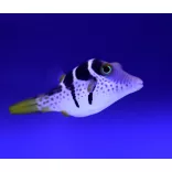 Canthigaster valentini (Valentin gömbhal)