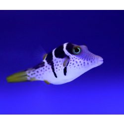 Canthigaster valentini (S)