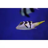 Canthigaster valentini (Valentin gömbhal)