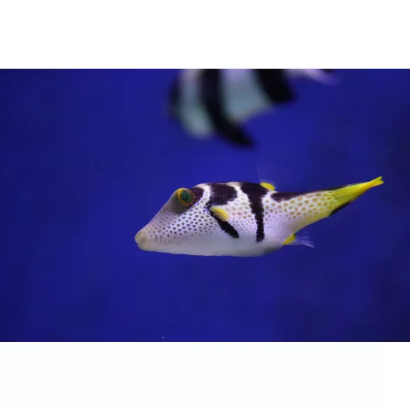 Canthigaster valentini (Valentin gömbhal)