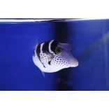 Canthigaster valentini (Valentin gömbhal)