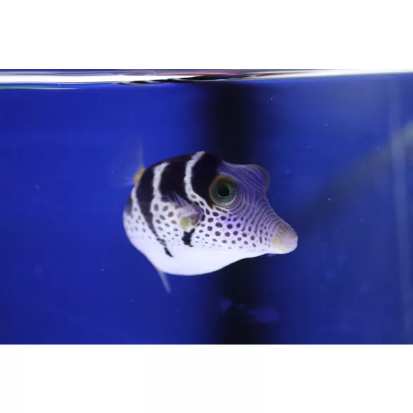 Canthigaster valentini (Valentin gömbhal)