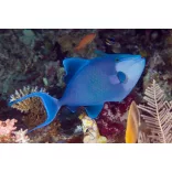 Odonus niger (Fekete íjhal) (M) 