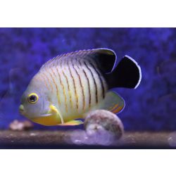 Centropyge eibli (Feketefarkú császárhal)