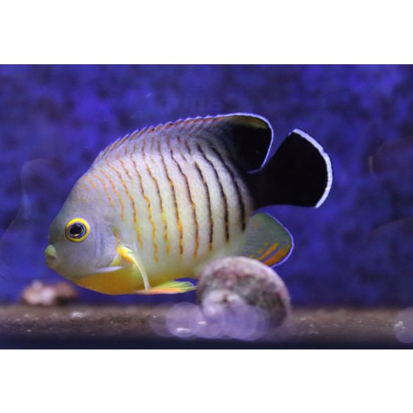 Centropyge eibli