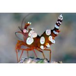 Thor amboinensis - ("Sexy" / táncoló garnéla)