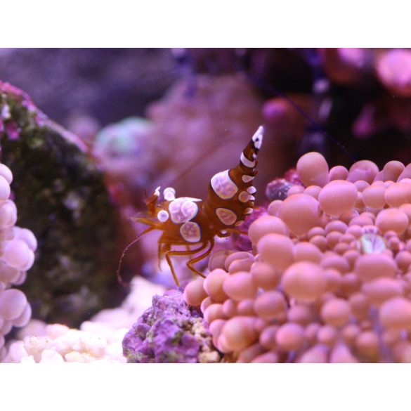 Thor amboinensis - ("Sexy" / táncoló garnéla)