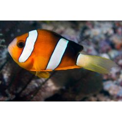 Amphiprion clarkii (Clarkii bohóchal)