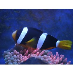 Amphiprion clarkii (Clarkii bohóchal)