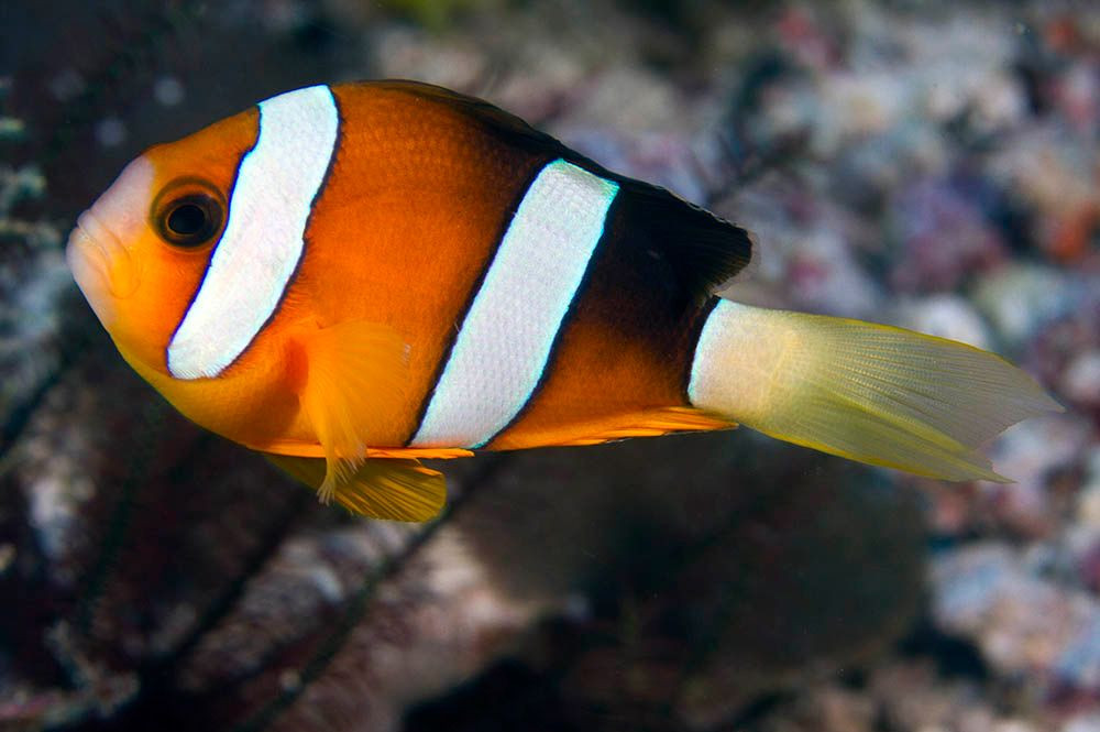 Amphiprion Clarkii (Clarkii Bohóchal) - Acropora Tengeri Akv