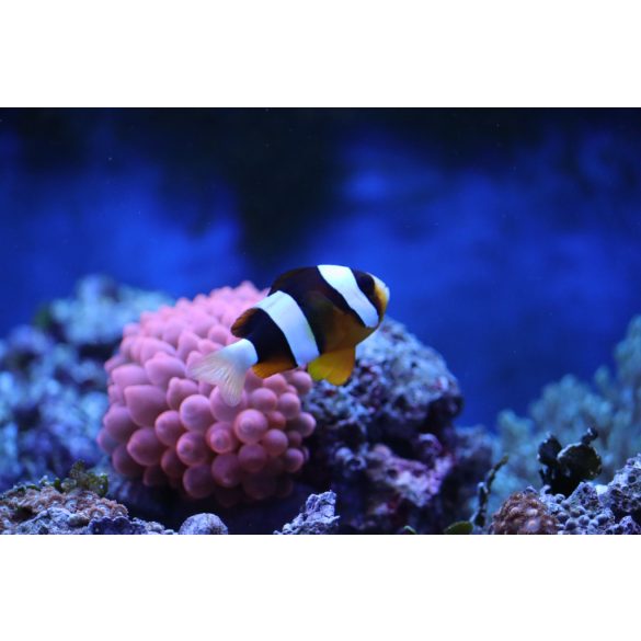 Amphiprion clarkii (Clarkii bohóchal)