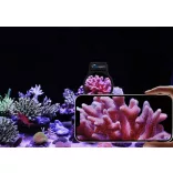 Maxspect Pastel Reef Magnifier M nagyító
