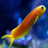 Ecsenius midas (Perzsa nyálkáshal)