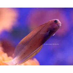 Ecsenius namiyei (Fekete fésűsfogú nyálkáshal)