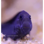 Ecsenius namiyei (Fekete fésűsfogú nyálkáshal)