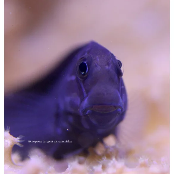 Ecsenius namiyei (Fekete fésűsfogú nyálkáshal)