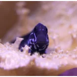 Ecsenius namiyei (Fekete fésűsfogú nyálkáshal)