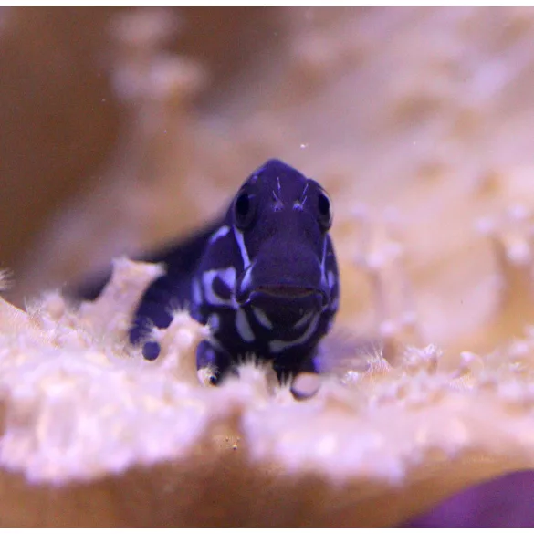 Ecsenius namiyei (Fekete fésűsfogú nyálkáshal)