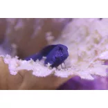 Ecsenius namiyei (Fekete fésűsfogú nyálkáshal)