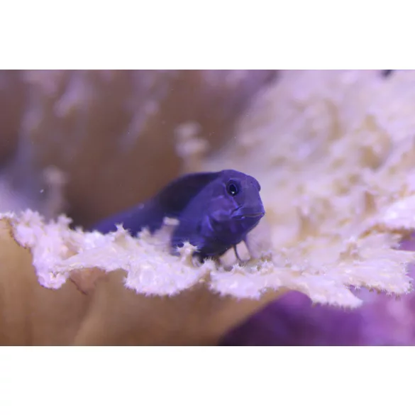 Ecsenius namiyei (Fekete fésűsfogú nyálkáshal)