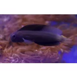 Ecsenius namiyei (Fekete fésűsfogú nyálkáshal)