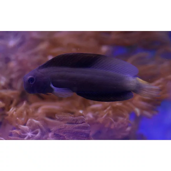 Ecsenius namiyei (Fekete fésűsfogú nyálkáshal)