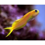 Ecsenius midas (Perzsa nyálkáshal)