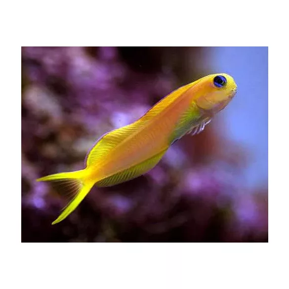 Ecsenius midas (Perzsa nyálkáshal)