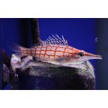 Oxycirrhites typus (Hosszúcsőrű korallcsősz)