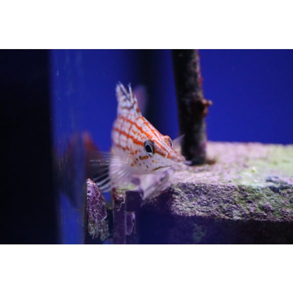 Oxycirrhites typus (Hosszúcsőrű korallcsősz)