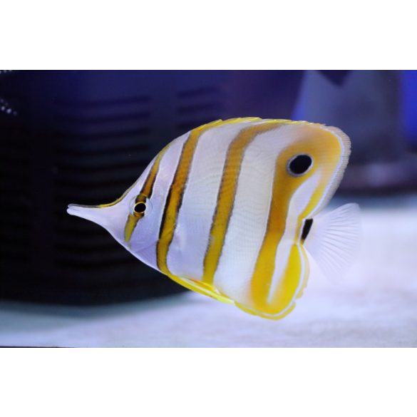 Chelmon rostratus  (Csipeszhal)