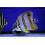 Chelmon rostratus  (Csipeszhal)