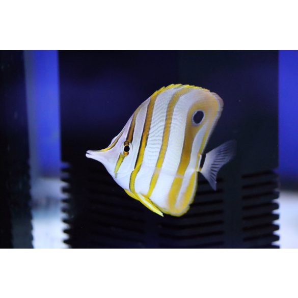 Chelmon rostratus  (Csipeszhal)