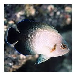 Centropyge vroliki (Gyöngysoros törpe császárhal)