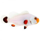 Amphiprion ocellaris Whyoming white (bohóchal)