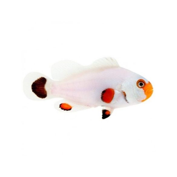 Amphiprion ocellaris Whyoming white (bohóchal)
