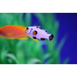 Amphiprion ocellaris Whyoming white (bohóchal)