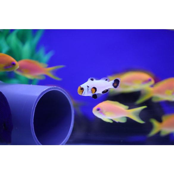 Amphiprion ocellaris Whyoming white (bohóchal)