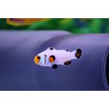 Amphiprion ocellaris Whyoming white (bohóchal)