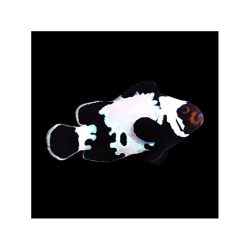 Amphiprion ocellaris Black Snowflake (bohóchal)