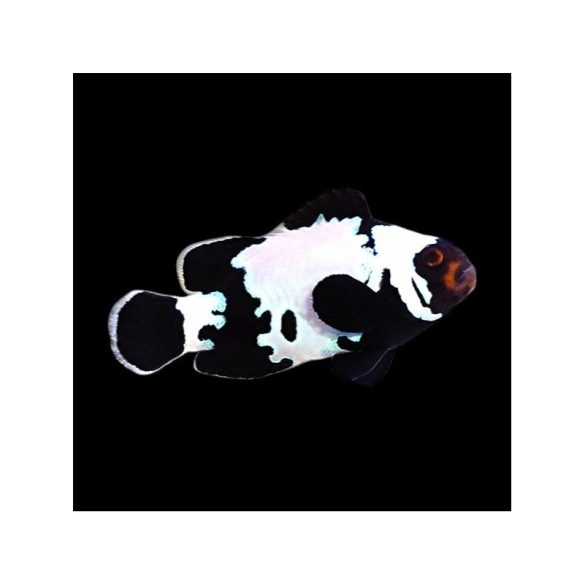 Amphiprion ocellaris Black Snowflake (bohóchal)
