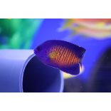 Centropyge bispinosa (Lila törpe császárhal)