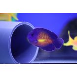 Centropyge bispinosa (Lila törpe császárhal)